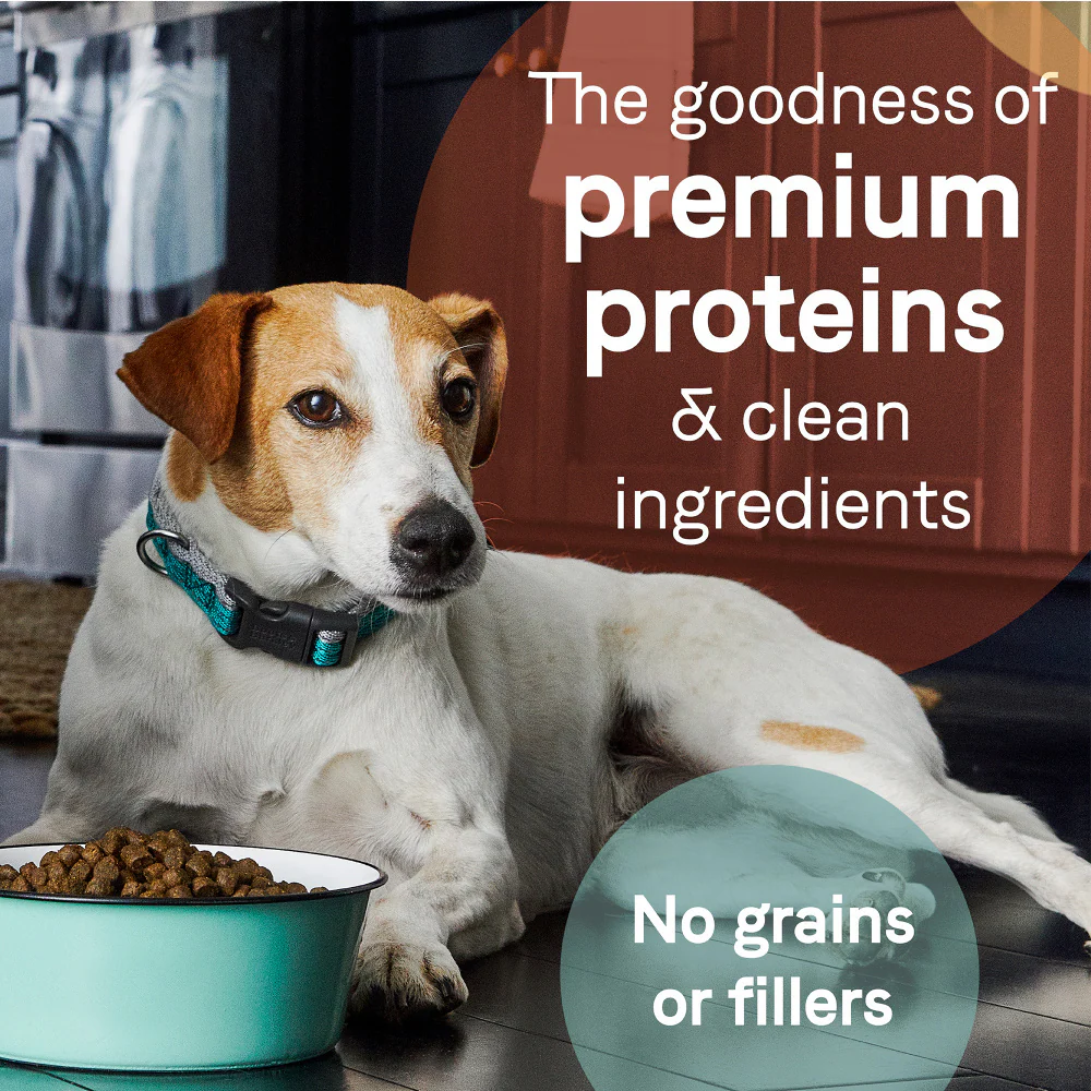 Canidae Pure Goodness SENIOR Real Chicken, Sweet Potato & Garbanzo Bean Recipe Dry Dog Food - Image 5
