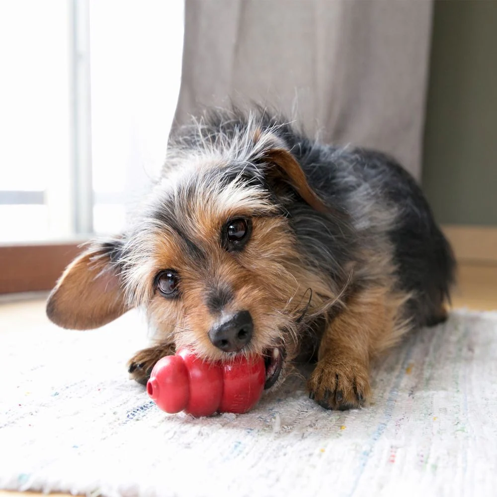 KONG Classic Dog Toy - Image 4