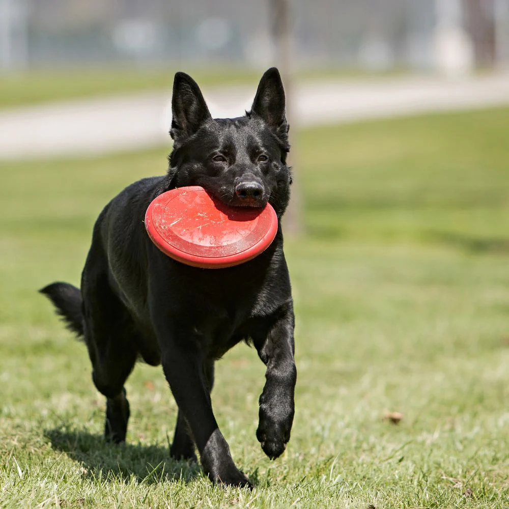 KONG Flyer Dog Toy - Image 3