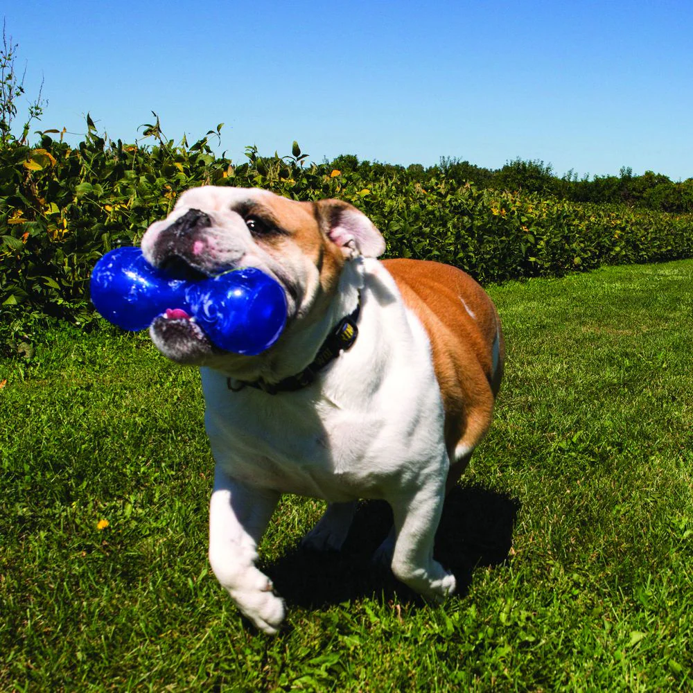 KONG Squeezz Dumbbell Dog Toy - Image 2