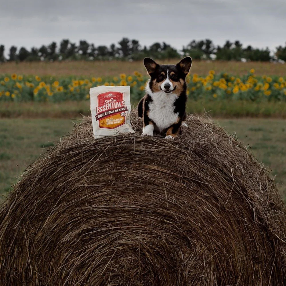 Stella & Chewy's Stella's Essentials Kibble Cage Free Chicken & Wholesome Grains Recipe Dry Dog Food - Image 4